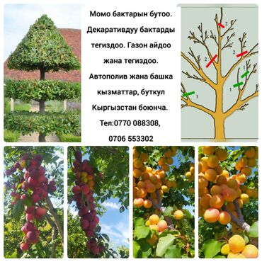 обрезка плодовых деревьев бишкек: Профессиональный обрезка плодовых деревьев, обработка против