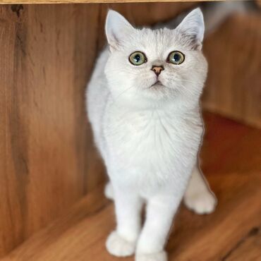 британская короткошерстная кошка шиншилла: Срочно продаются котята девочка :Порода Британская :Серебристая