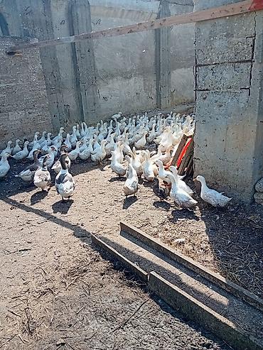 Kənd təsərrüfatı quşları: Satılır: ördək sürüsü - Növlər: Pekin və Moskovi (indi-körkəm) — 2
