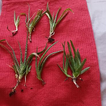 cvece difenbahija: Aloe aristata (mlade rozete/pelceri) - Vrsta: sukulent Aloe aristata — 3