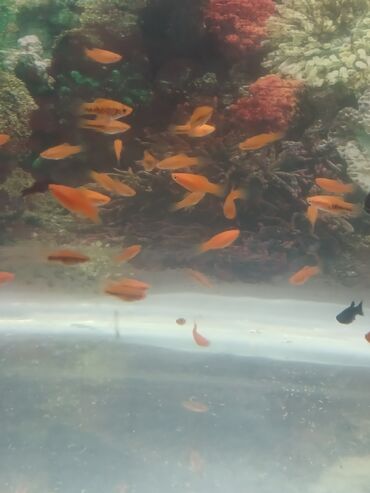 аквариум баку: Miçinoz mayanezi qara 1.50 ölçü 3 sm böyük razmer 3 azn