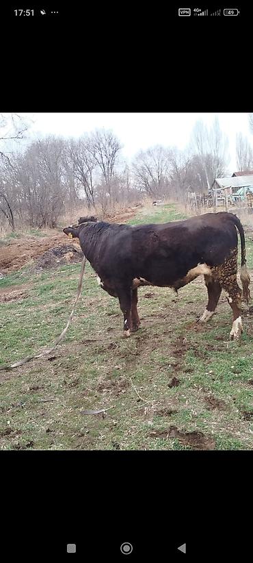 Коровы, быки: Продаю | Бык (самец) | Для разведения | Племенные — 7