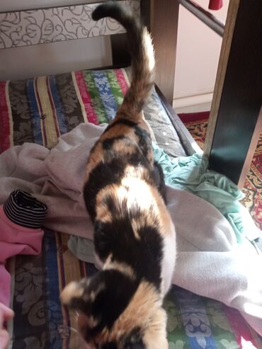 британская кошка рыжая: Отдам в хорошие руки бесплатно кошку 6 месяцев все уколы зделаны