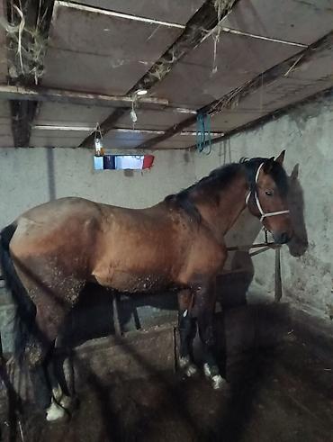 Лошади, кони: Продаю | Жеребец | Рабочий | Мерин — 3