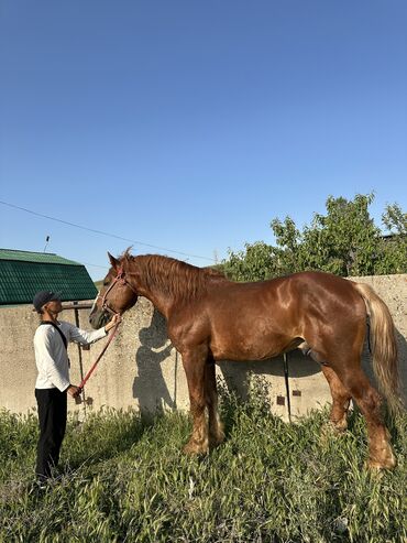 жугору баштай: Сатам | Байтал