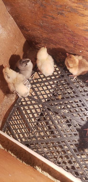 Куры, петухи: Продаю | Цыплята | Для разведения — 20