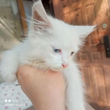 Продажа кошек: Котята с голубыми глазами - Милые пушистые малыши с длинной шерстью и — 2