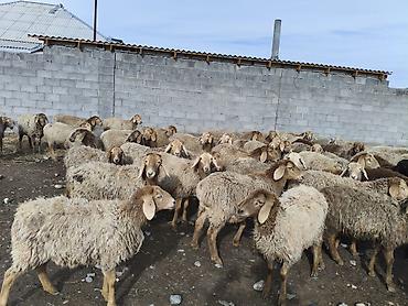 Баран, овца: Продаю | Овца (самка) | Для разведения | Матка — 3