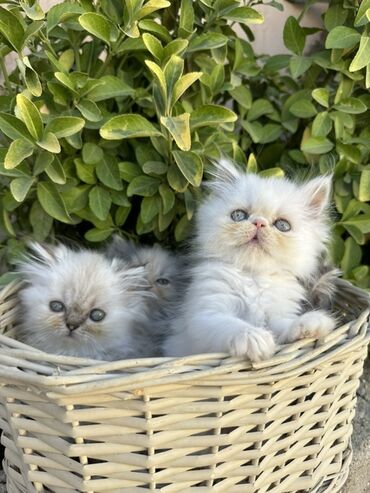 Pişiklər: Fars -da lalafo.az — 10 Pişiklər: Fars — 10