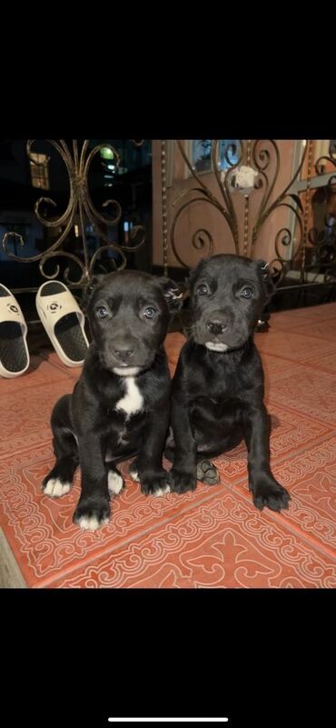 Собаки: Продаются Алабаи щеночки мальчик и девочка полтора месяца