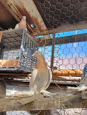 Птицы: Продаю молодых голубей 1 шт стоит пятьсот сом окончательно родители — 13