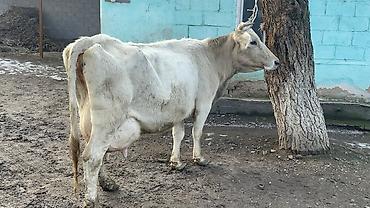 Коровы, быки: Продаю | Корова (самка) | Швицкая | Для молока — 16