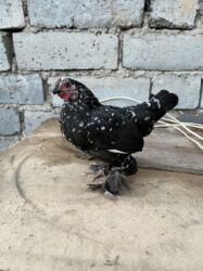 дома на продажу в бишкеке: Продаю карликовых курочек,порода чистые бентамки не смешанные они