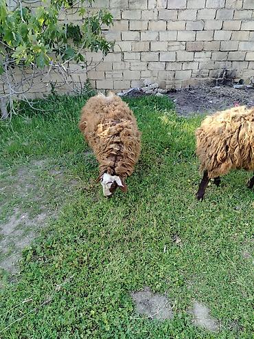 Mal-qara: Qoyun – yerli cins, tünd-qəhvəyi yunlu Məhsulun təsviri: - — 7