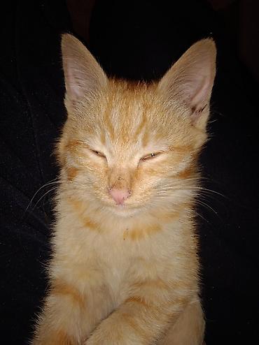 купить кошку манчкин: ​🐾 ОТДАДИМ КОТЯТ В ДОБРЫЕ РУКИ! 🐾 ​Малыши уже подросли, стали очень — 5