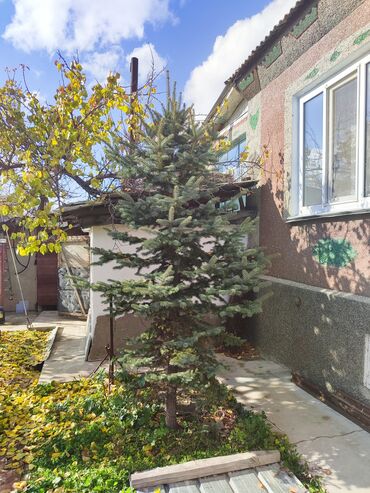 бак для солярки: Ель голубая 3 метра. Стоимость 3500сом