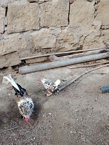 Xoruzlar: Yaponkalar satılır ünvan Əmircan — 18