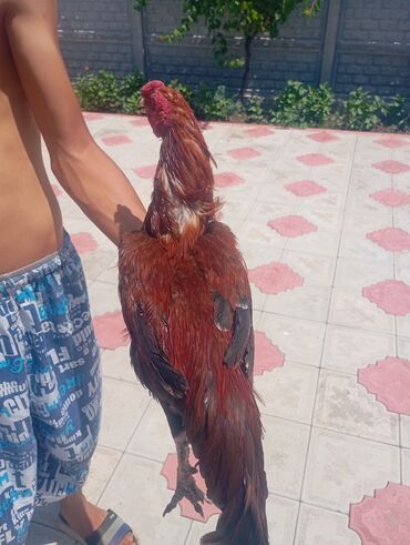 Xoruzlar: Salam her bir kəsə bu xoruz heyrati cinsi das pipk heyvanidi çox əla — 8