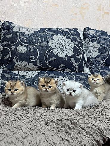 котедж слив пантера: Выставляются на бронь шотландские котята, “ фолды и страйты” золото и — 4