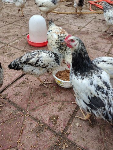 Toyuqlar: Toyuq, Adler, Ətlik — 5