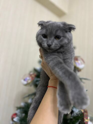 Pişiklər: Şotland yastı qulaq, Erkək, Dişi, Yaxşı əllərə, Ünvandan götürmə, Pulsuz çatdırılma, Ödənişli çatdırılma — 3