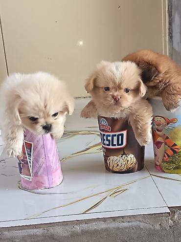 pekin ördeği: Pekines, 1 ay, Erkək, Ünvandan götürmə — 4