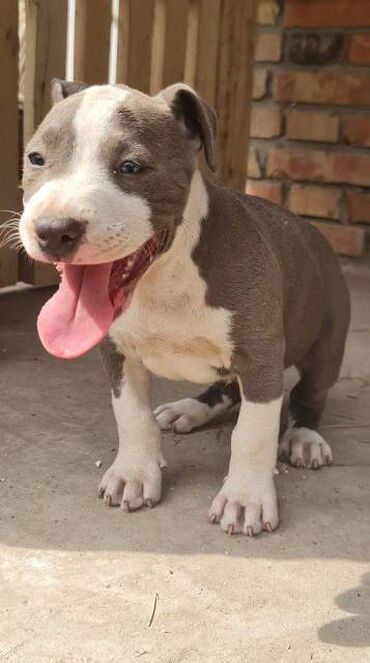 Psi: Američki Stafordski terijer, plavi štenci Na prodaju dva muška šteneta — 11