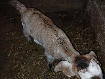 Keçilər, çəpişlər: Məhsul: Balalı keçi Təsvir: - Balalar mart ayının 17-si doğulub.1 -da lalafo.az — 3 Keçilər, çəpişlər: Məhsul: Balalı keçi Təsvir: - Balalar mart ayının 17-si doğulub.1 — 3