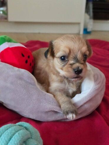 Psi: Štenci havanskog bišona šampionskog porekla iz registrovane — 5