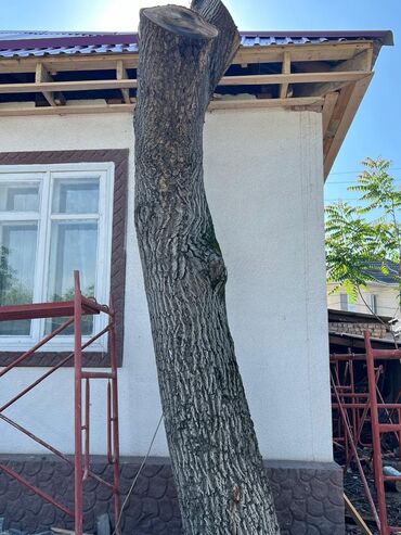 поддоны деревянные купить бишкек: ‼️продадим ствол ореха‼️ 
диаметр 60-70см. Бишкек