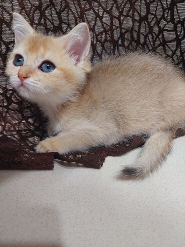 Pişiklər: Şotland, Dişi, Yaxşı əllərə, Ünvandan götürmə — 3