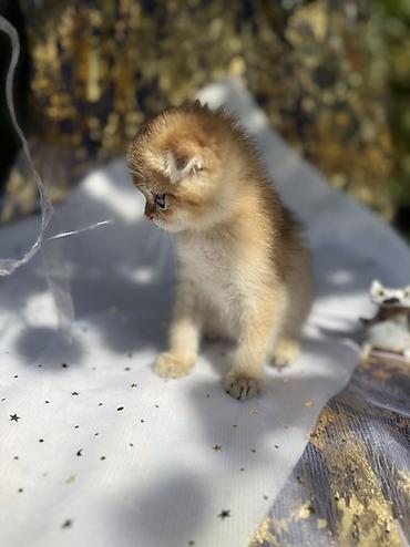 кошка майкун: Шотландский вислоухий котёнок, окрас золотая шиншилла (golden — 3