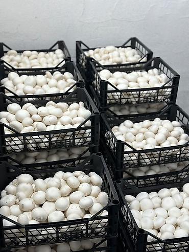 Грибы: Производство Fresh Button Farm Приглашает на работу сборщиков урожая ! — 1