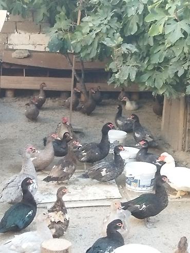 Kənd təsərrüfatı quşları: Lal ördəklər krasnadar macar zümrüd lavanda super heyvanlardı — 5