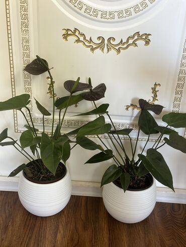 Другие комнатные растения: Комнатные цветы at lalafo.kg — 9 Другие комнатные растения: Комнатные цветы — 9