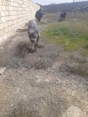 cane corso yavru: Kane-Korso, 2 ay, Erkək, Peyvəndli — 1