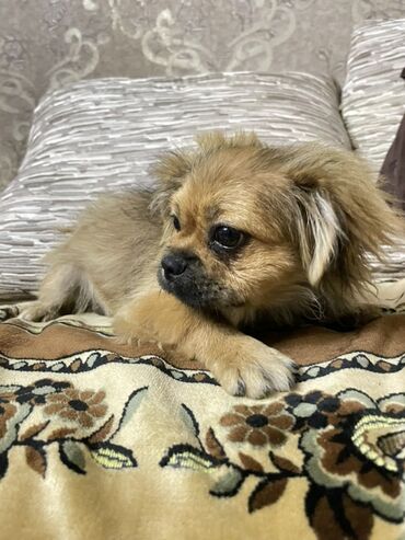 İtlər: Pekines, 6 ay, Erkek