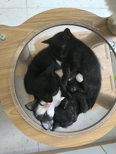 мышык кара балта: 🐾 Котята ищут добрые и заботливые руки! 🏡❤️ Ищем для малышей любящих — 1