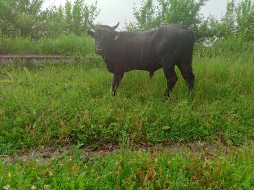 Коровы, быки: Продаю | Бык (самец) | Алатауская, Симментальская | На откорм, Для разведения