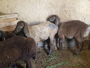 Продам с/х животных: Продаю | Ягненок, Баран (самец) | Полукровка, Эдильбаевская, Арашан | На забой, Для разведения | Осеменитель, Ярка — 5