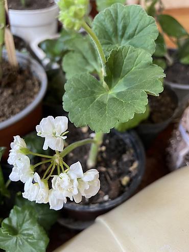 Otaq bitkiləri: Her cure guler var veregliyin baxin ancag xanimlara satiş olur Gencedi — 36