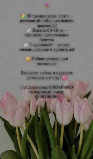 ламинаторы gbc лучшие: 🌷 Голландские тюльпаны оптом к 8 марта! 🌷 💐 25 лучших видов 📏 Высота