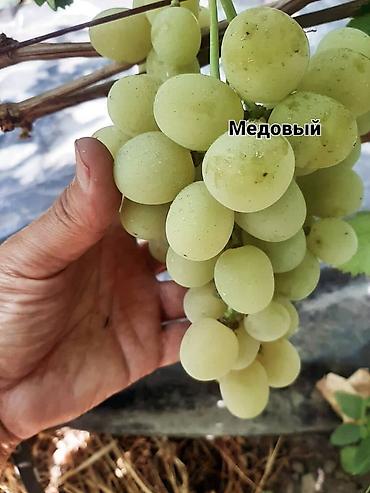 Виноград: НОВИНКИ СЕЛЕКЦИИ ВИНОГРАДА ПРЕМИАЛЬНОГО УРОВНЯ ! ДОМАШНИЙ СЛАДКИЙ — 21