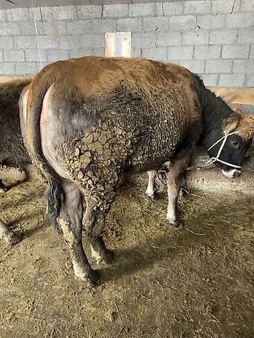 Коровы, быки: Продаю | Корова (самка) | На откорм, На забой, Для разведения — 3