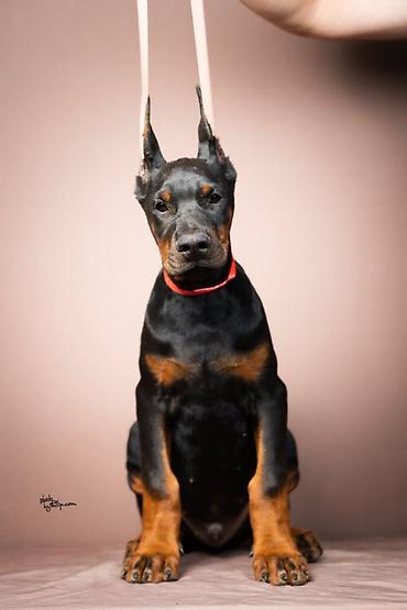 obuca ps: NA PRODAJU STENAD DOBERMANA IZ ODGAJIVACNICE: HEAVENLY WARRIOR — 1