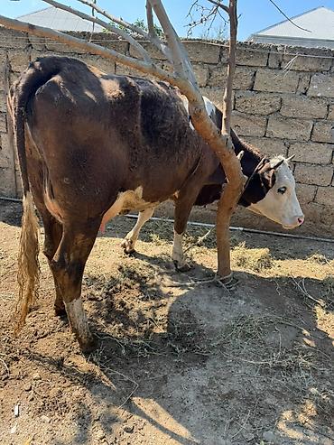 Коровы, быки: Bir qarin doğub. 14 ltr süd verir. Tam sağlam heyvandi — 2
