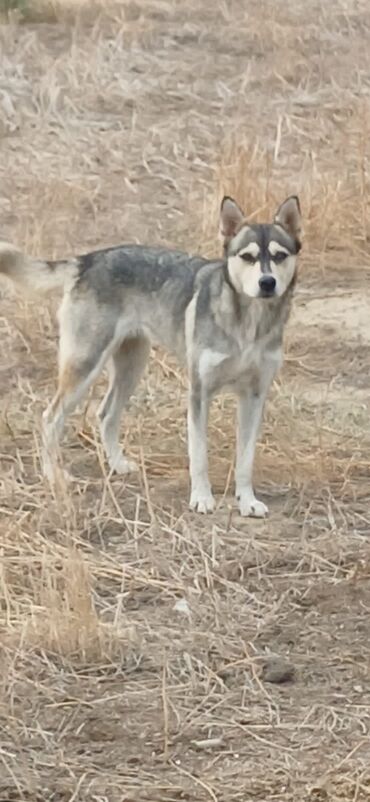 pitbul satışı: Xaski, 10 ay, Dişi, Peyvəndli, Pulsuz çatdırılma, Rayonlara çatdırılma