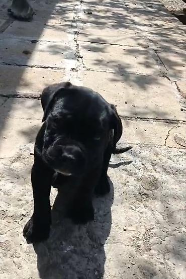 cane corso yavru: Kane-Korso, 2 ay, Erkək, Peyvəndli — 1