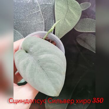 Эпипремнумы и сциндапсусы: Комнатные лианы и ароиды — укоренённые черенки в стаканчиках. В — 4