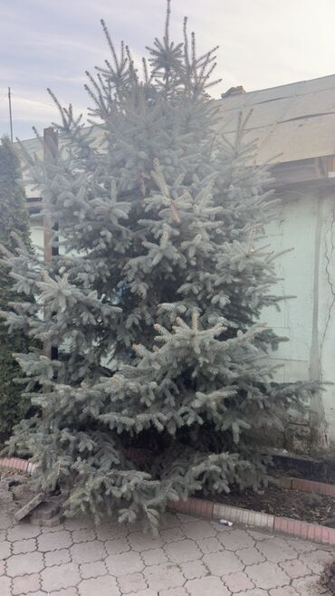 Декоративные деревья: Саженцы деревьев: Ели, Самовывоз — 10